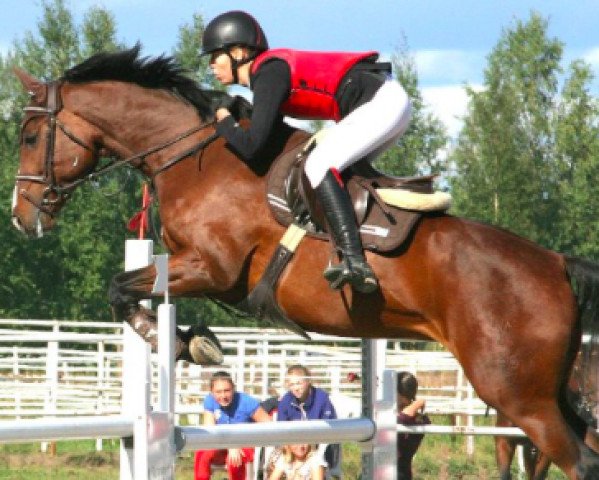 jumper Casino (Hanoverian, 2007, from Cassus 2)