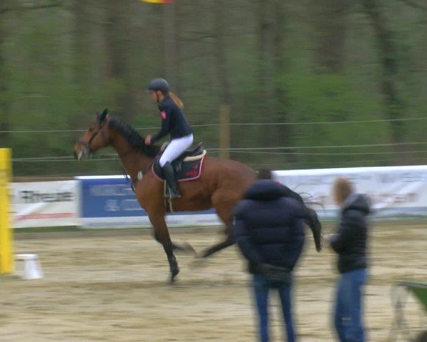 Reitturnier Rhede 2025