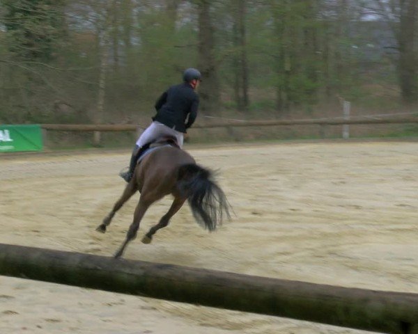 Reitturnier Rhede 2025