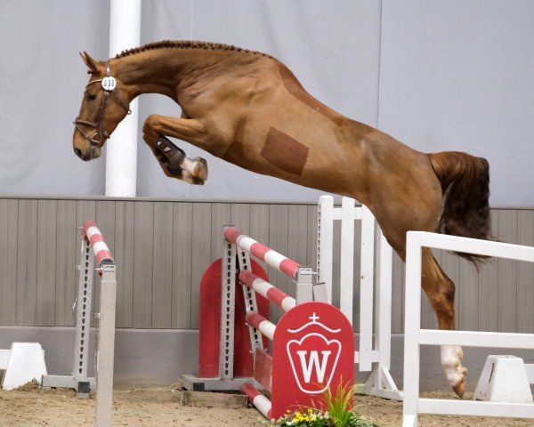 horse Hashtag Blue (Westphalian, 2021, from Hickstead Blue)