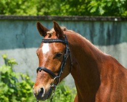 dressage horse Duplo S (German Riding Pony, 2009, from Davenport II)