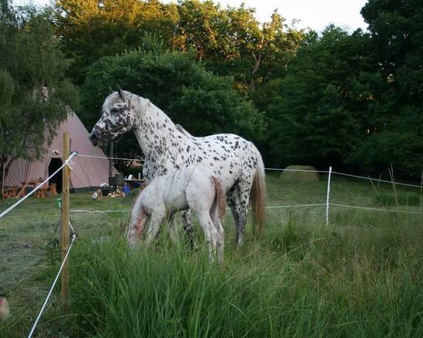 Zuchtstute Thora (Knabstrupper, 1996, von Thor Af Rottap)