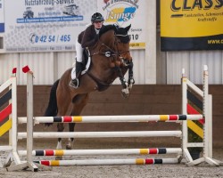 Springpferd Caylee (Holsteiner, 2017, von Ciacomo)