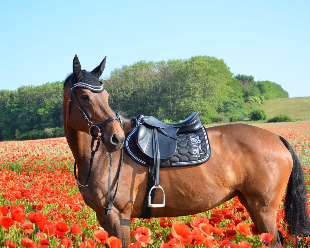 Springpferd Wednesday 39 (Holsteiner, 2010, von Quintero)