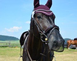 jumper Casino Royale 29 (Hanoverian, 2016, from Casiro I)