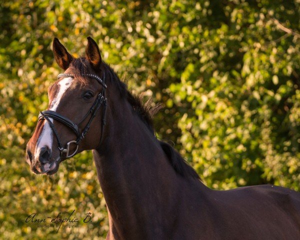 jumper Calimero 699 (Oldenburg show jumper, 2007, from Champion For Pleasure)