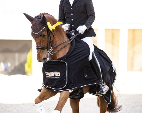 Dressurpferd Little P (Westfale, 2018, von Libertad FRH)
