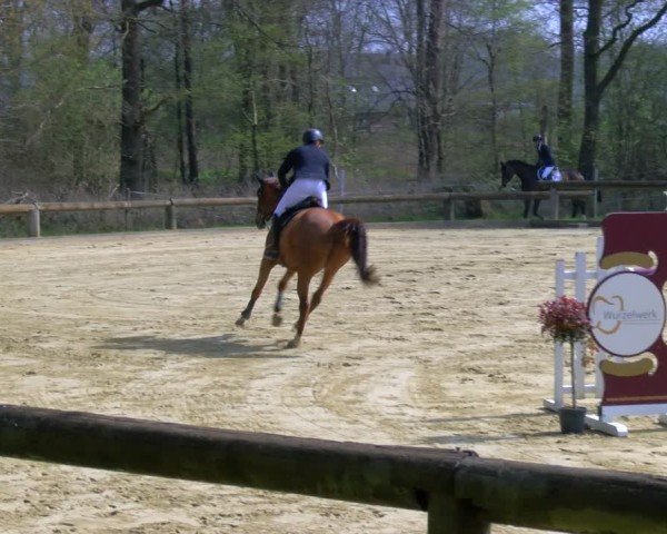 Reitturnier Rhede 2025