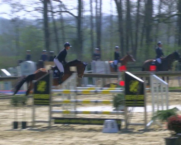 Reitturnier Rhede 2025