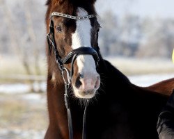 jumper Viktoria 78 (Welsh-Pony (Section B), 2004, from Dublin N)