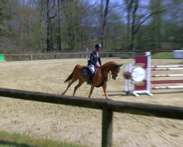 Reitturnier Rhede 2025