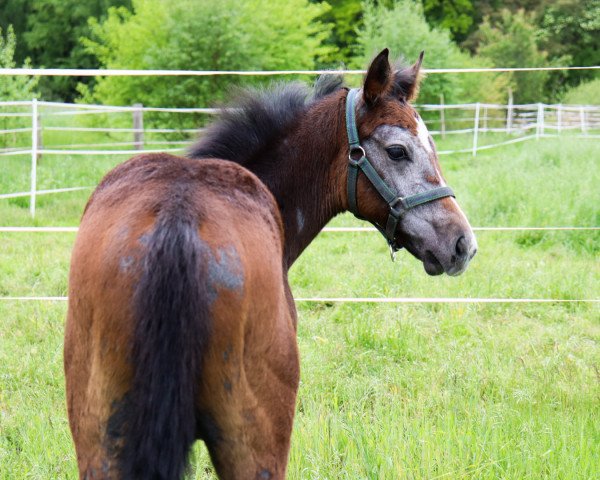 horse Diplo (Hanoverian, 2021, from Diacontinus)