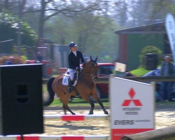 Reitturnier Rhede 2025