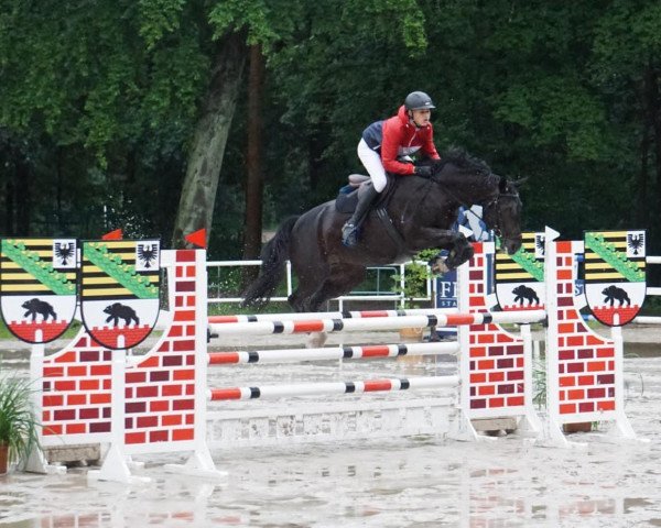Springpferd Pokerface 45 (Deutsches Sportpferd, 2009, von Pasco)