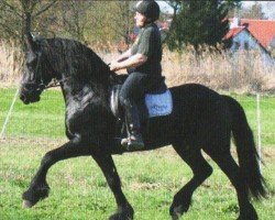 dressage horse Warn (Friese, 2007, from Wikke 404)