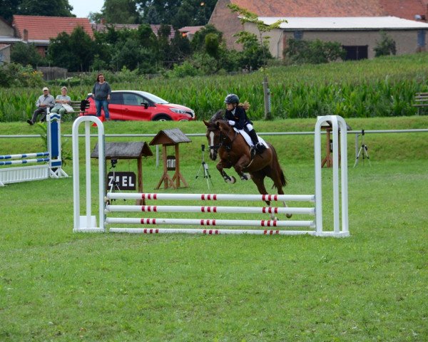 jumper Belladonna (German Riding Pony, 2004, from Don Basilio)