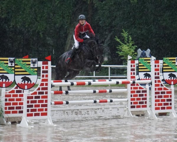 Springpferd Carina 519 (Deutsches Sportpferd, 2008, von Consul)