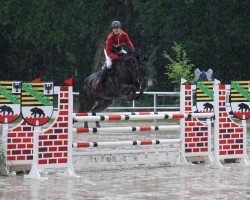 jumper Carina 519 (German Sport Horse, 2008, from Consul)