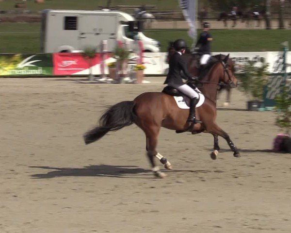 Reitturnier Westergellersen 2025