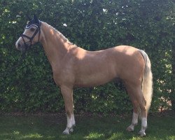 dressage horse Anjershof Harmony (Nederlands Welsh Ridepony, 2007, from Anjershof Memorie)