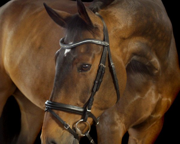 dressage horse Wailando H (Hanoverian, 2002, from Wolkenstein II)