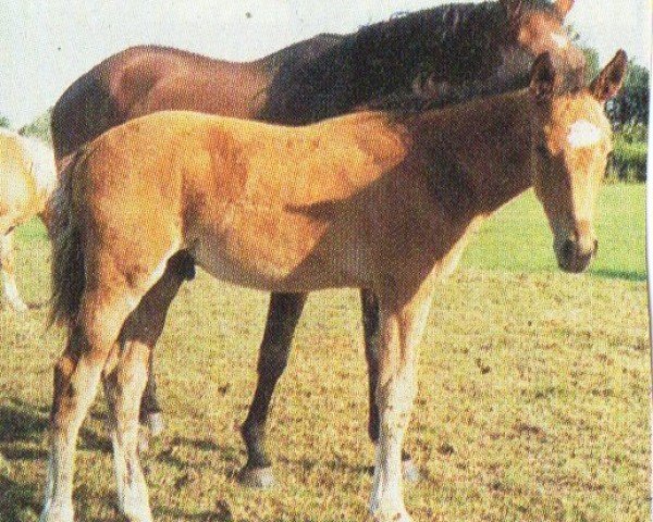 horse Felix (Hanoverian, 2005, from For Feeling)
