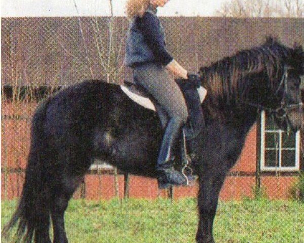 broodmare Gräna (Iceland Horse, 1998, from Frosti frá Vatnsleysu) broodmare Gräna (Iceland Horse, 1998, from Frosti frá Vatnsleysu)