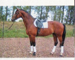 jumper Crassus 11 (Saxony-Anhaltiner, 1997, from Calmero)