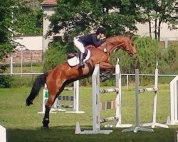 Springpferd Magic Fire 7 (Oldenburger Springpferd, 2010, von Monte Bellini)