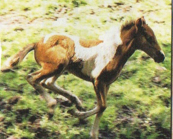 horse Skyndir vom Hirschberg (Iceland Horse, 2004, from Pipar von Roetgen)