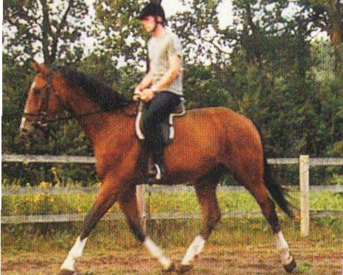 Anneken's Grand As: Cheval, Pedigree, Résultats