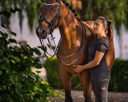 dressage horse Durance AA 11 (Anglo-Arabs, 2001, from Kosmonaut ox)