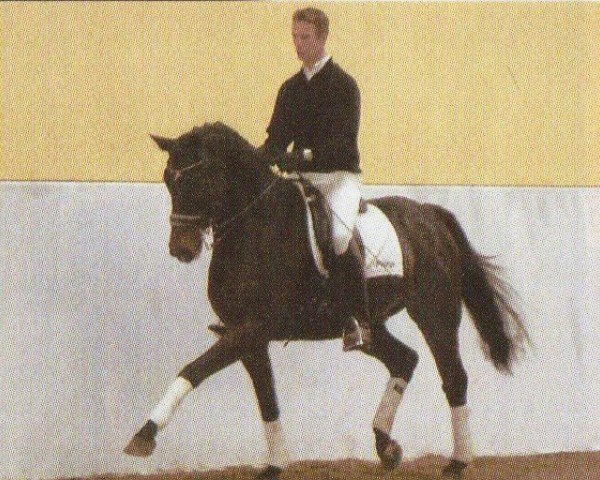 dressage horse Burton 2 (Hanoverian, 2000, from Beluga)