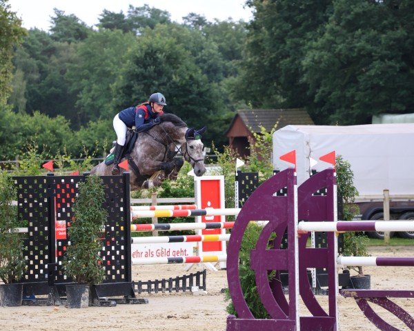 jumper Cajou 21 (Westphalian, 2018, from Cascadello)