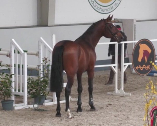 horse Proud to be Special Z (Zangersheide riding horse, 2020, from Perigueux)