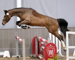 Pferd Trude N (Westfale, 2022, von Tangelo van de Zuuthoeve)