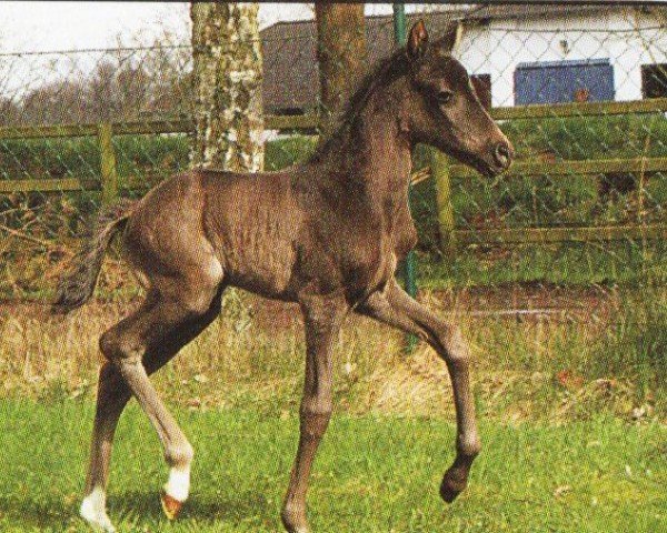 dressage horse Grace 517 (German Riding Pony, 2008, from Krazy King)