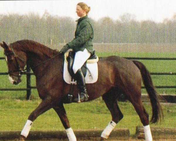 jumper Wum TK (Westphalian, 1999, from Weinzauber)