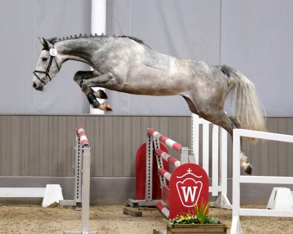 horse Tequila N (Westphalian, 2021, from Tangelo van de Zuuthoeve)