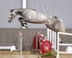 Pferd Tequila N (Westfale, 2021, von Tangelo van de Zuuthoeve)