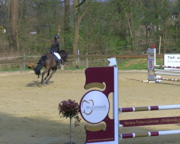 Reitturnier Rhede 2025
