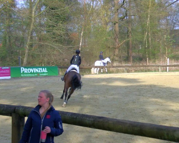Reitturnier Rhede 2025