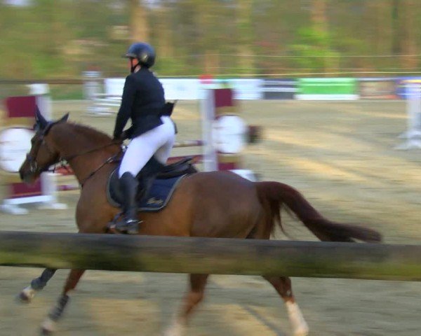 Reitturnier Rhede 2025