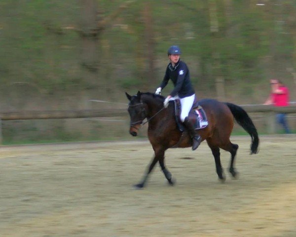 Reitturnier Rhede 2025