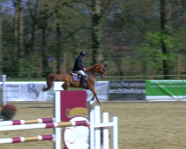 Reitturnier Rhede 2025