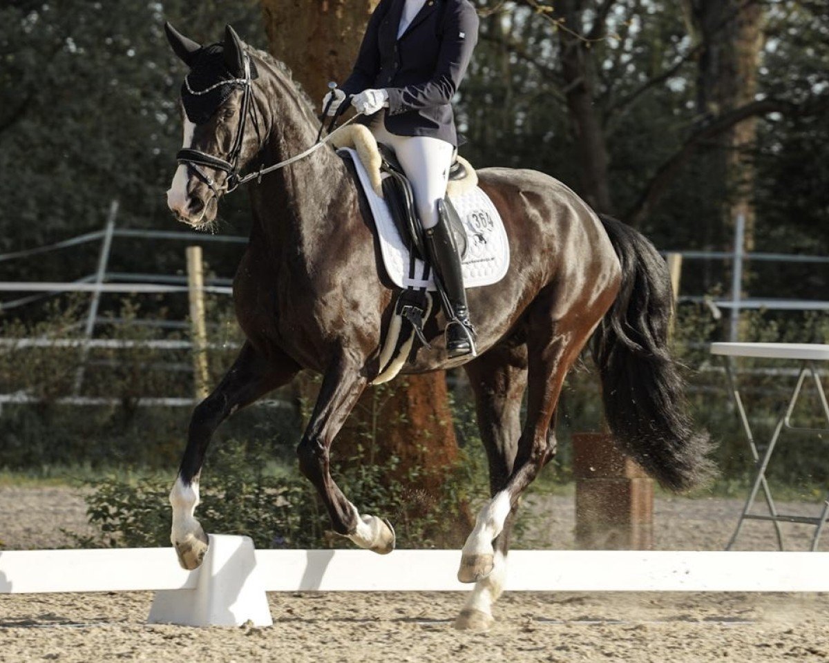 Dressurpferd Dark Ruby N (Hannoveraner, 2020, von De Niro Gold 3)