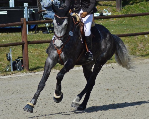 Springpferd Ceraldik (Mecklenburger, 2020, von Cellestial)