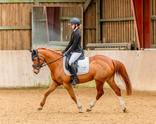 dressage horse Neeyooshaa (German Riding Pony, 2007, from Discovery AA)