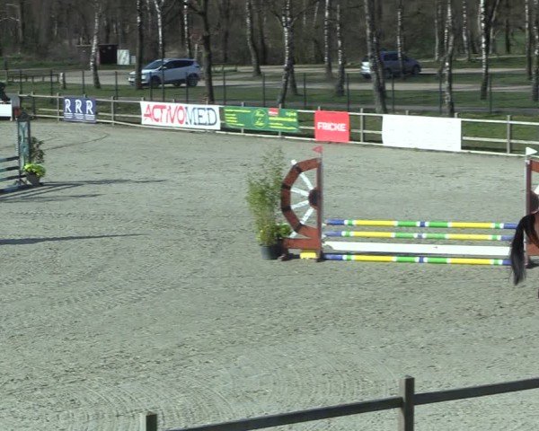Reitturnier Westergellersen 2025