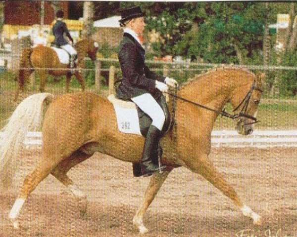 jumper T Gold'n Hamrik's Oscar (Welsh, 1995, from Orchard Limb-Lopper)
